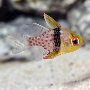 ماهی کاردینال پاجاما - Pajama Cardinalfish