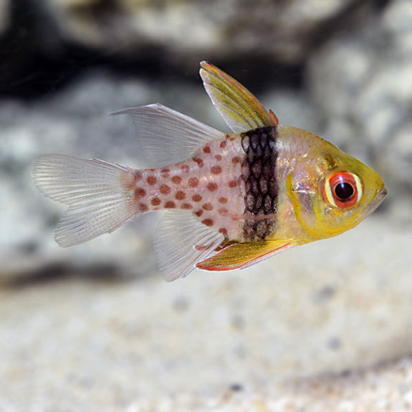 ماهی کاردینال پاجاما - Pajama Cardinalfish
