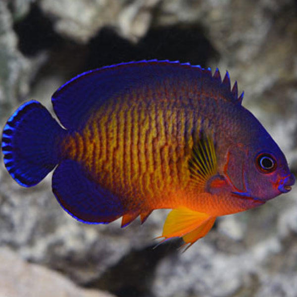 فرشته ماهی کورال بیوتی - Coral Beauty Angelfish