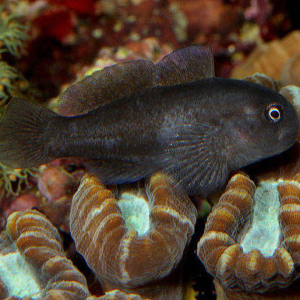 گوبی مرجانی سیاه - Black Coral Goby