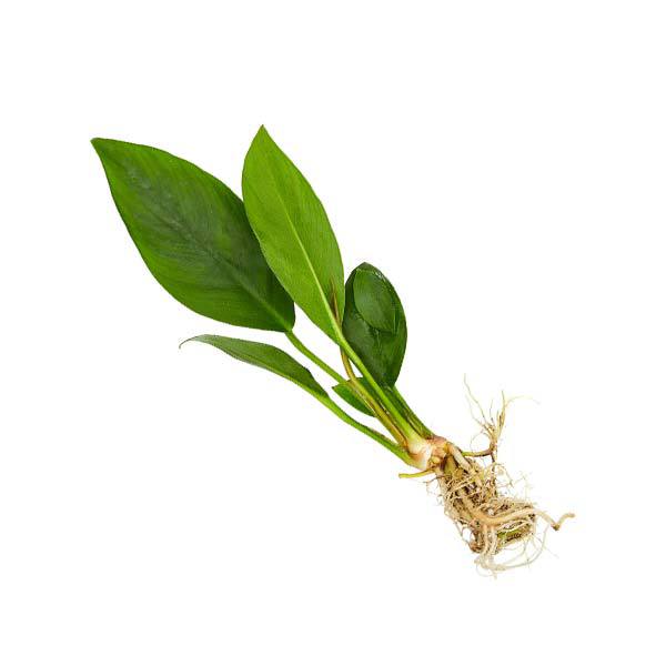 گیاه آکواریومی آنوبیاس هاستی فولیا – Anubias Hastifolia