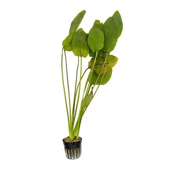 گیاه آکواریومی اچینو دروس اوزلوت - Echinodorus Ozelot