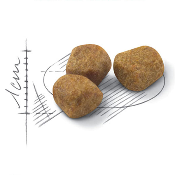 دانه بندی دنتال گربه رویال کنین