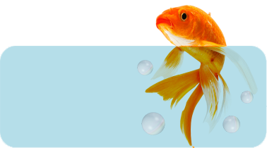 banner-fish