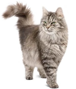 hc-home-senior-katzenfutter_800x800 hc-home-senior-katzenfutter_800x800
