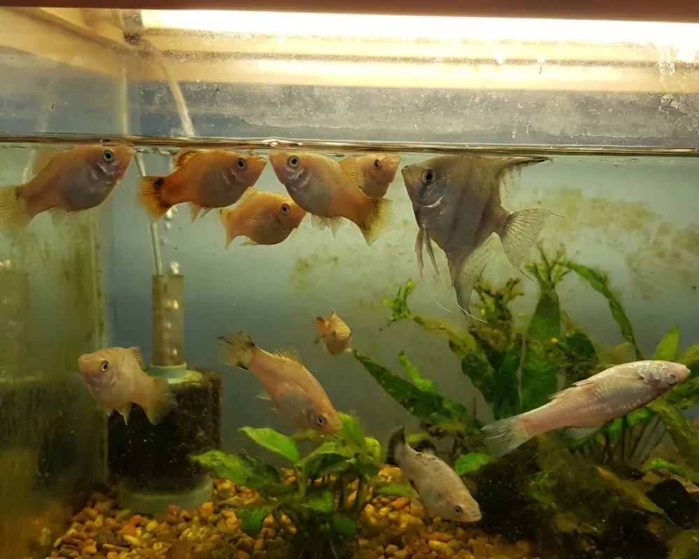 بیماری ماهی های آکواریومی