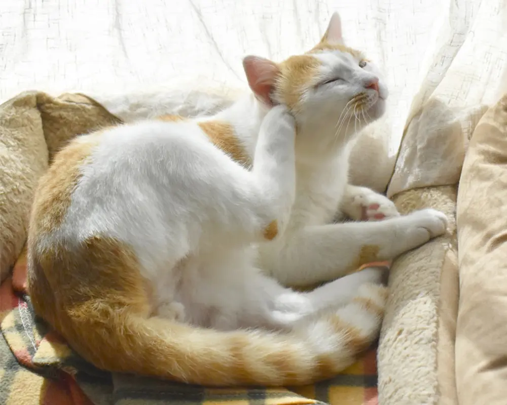 آلرژی گربه