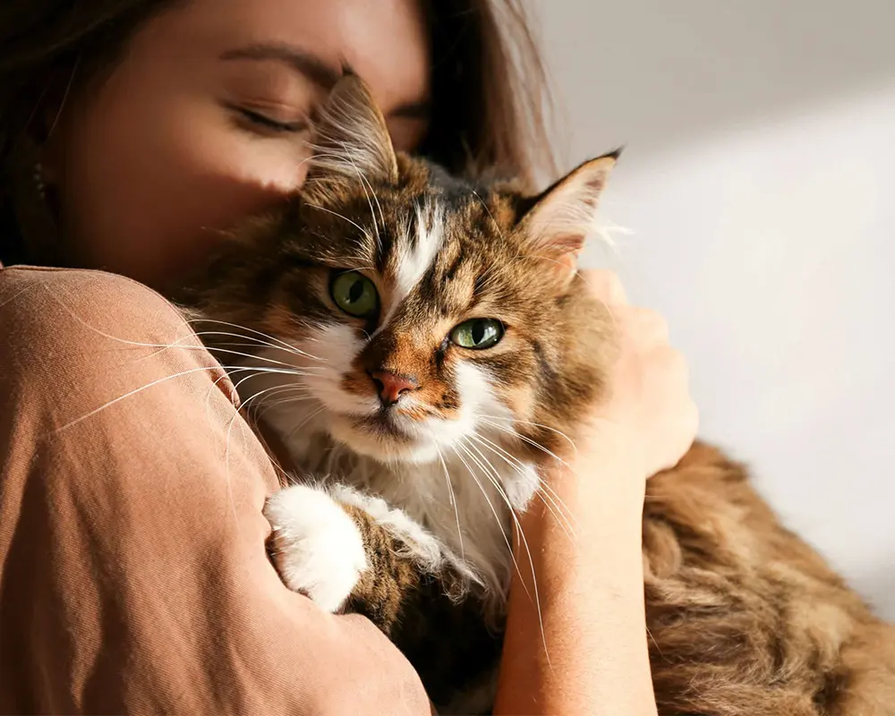 انتخاب گربه خانگی