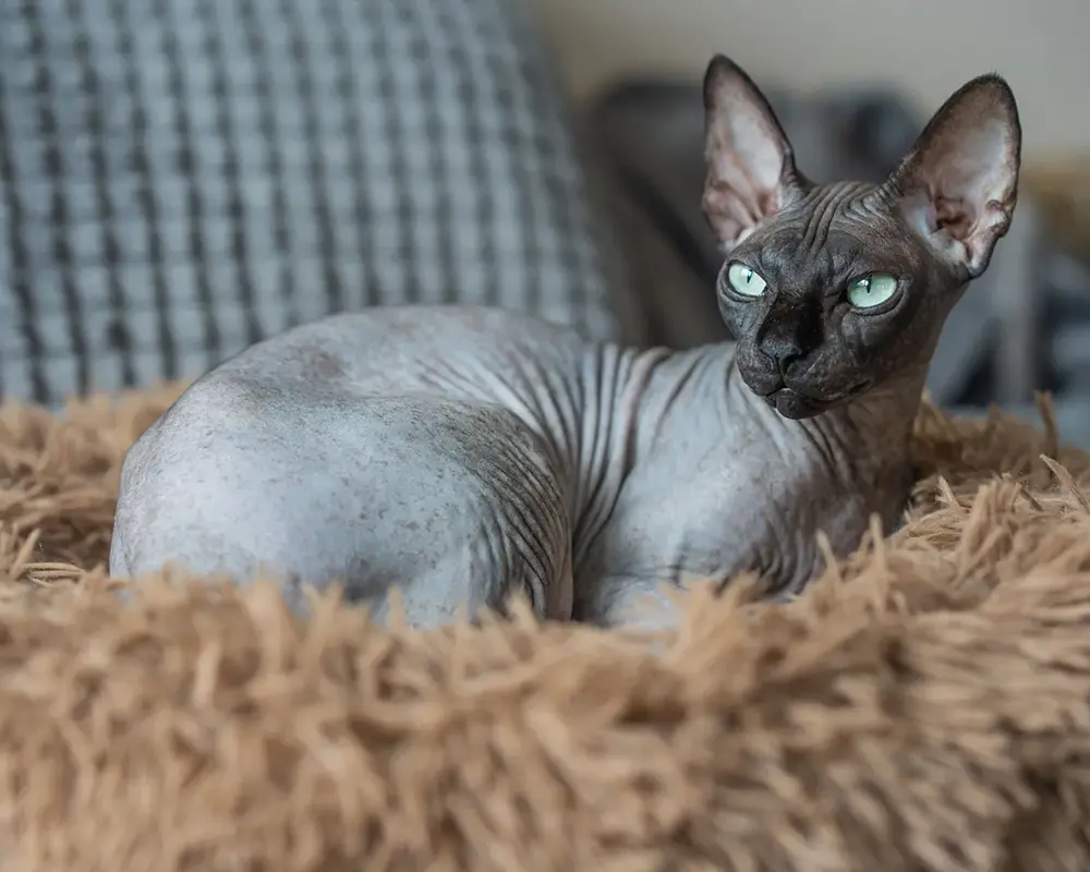 انتخاب گربه خانگی