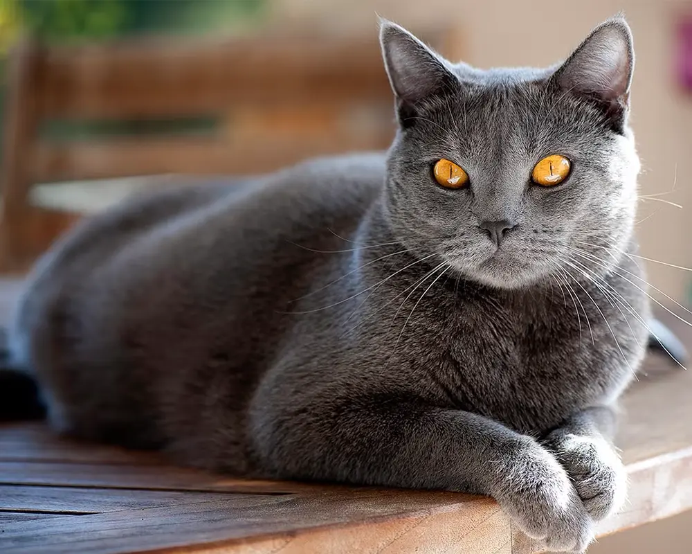 انتخاب گربه خانگی