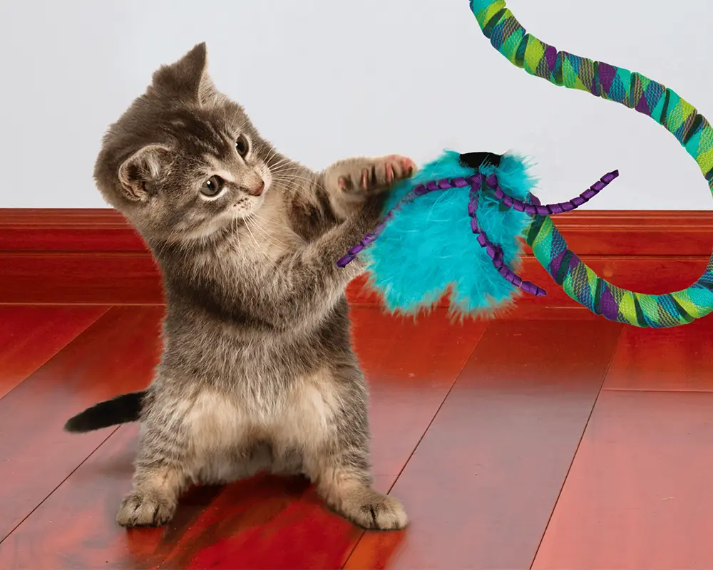 انتخاب گربه خانگی