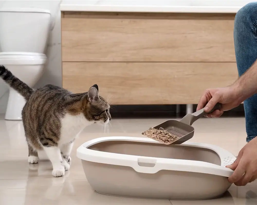 انتخاب گربه خانگی