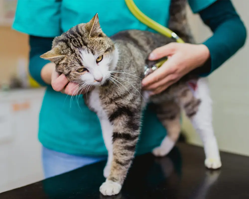 انتخاب گربه خانگی