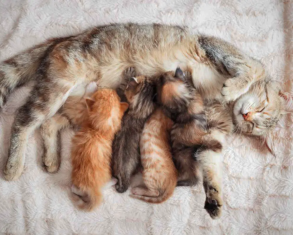 تولید مثل گربه