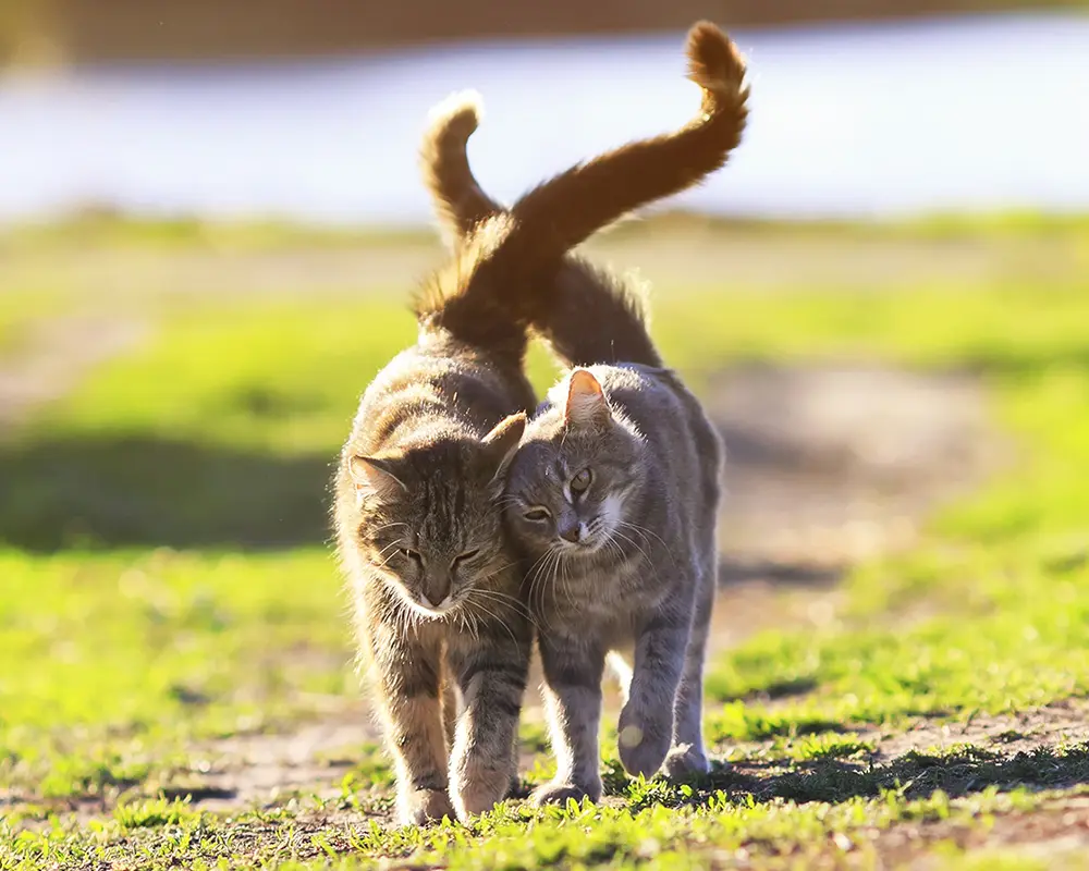 تولید مثل گربه