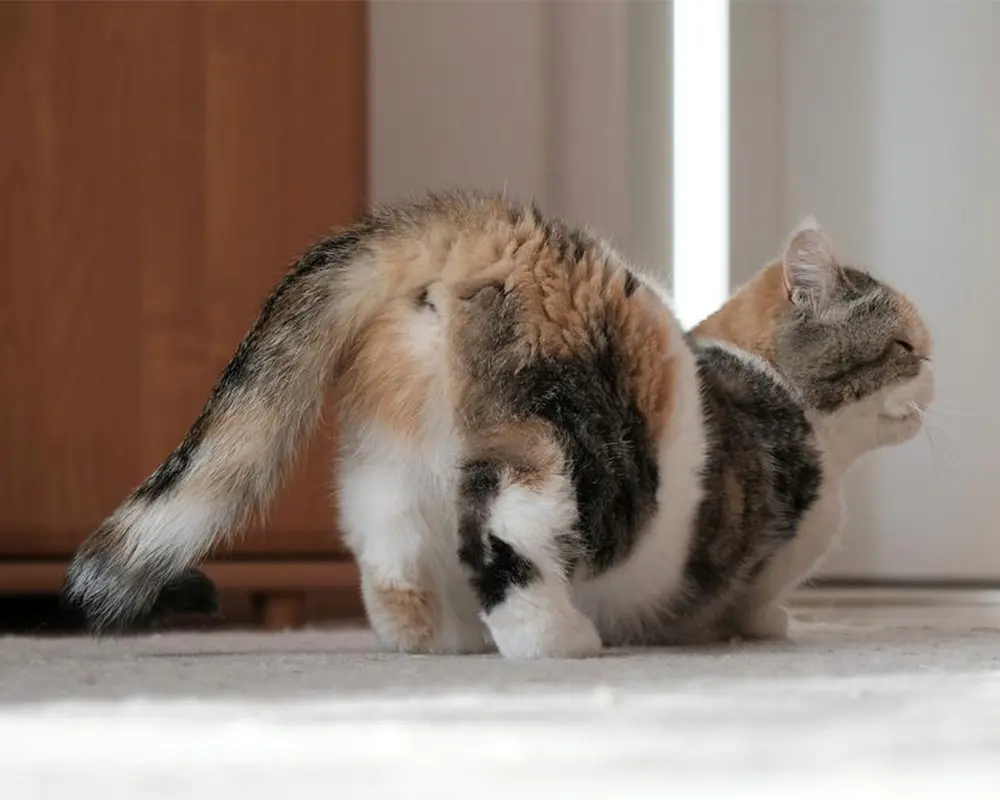 تولید مثل گربه