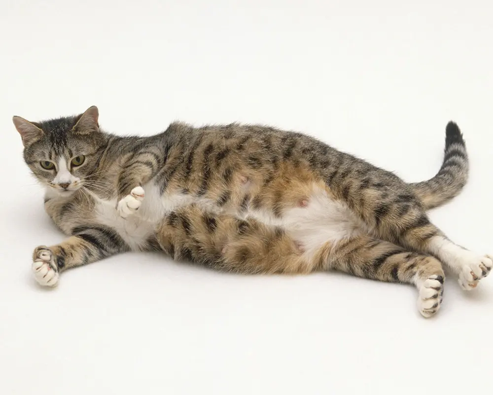 تولید مثل گربه