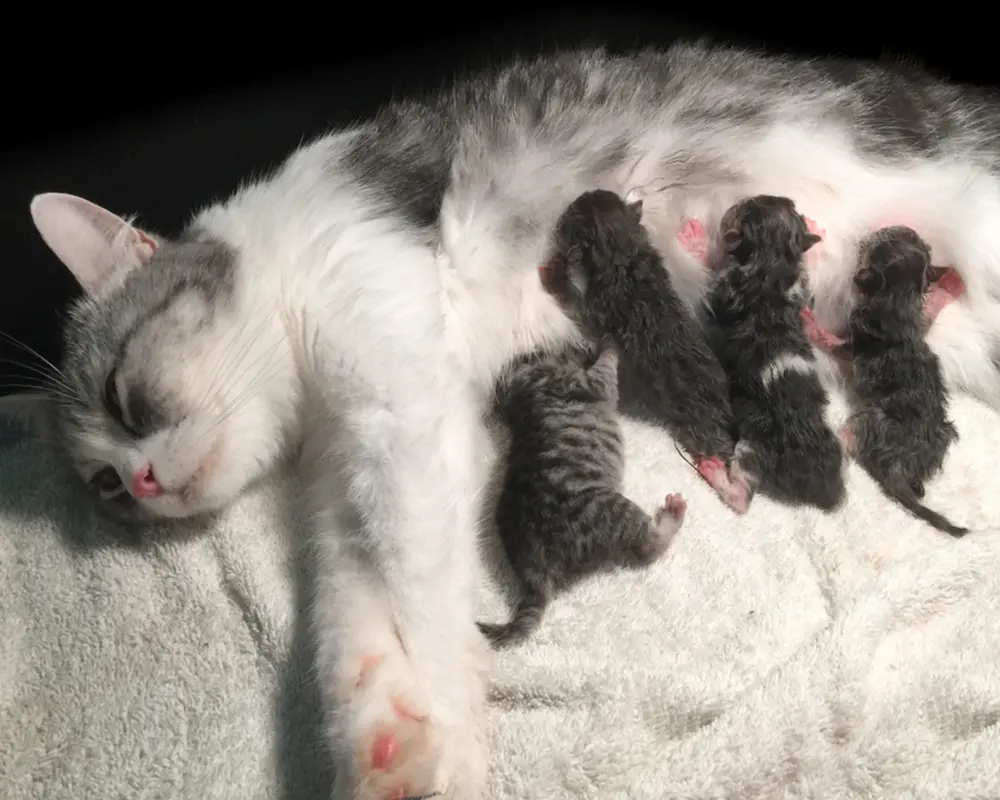 تولید مثل گربه