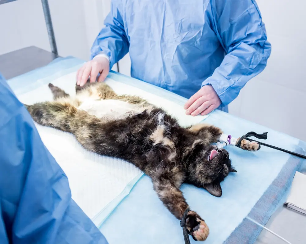 تولید مثل گربه