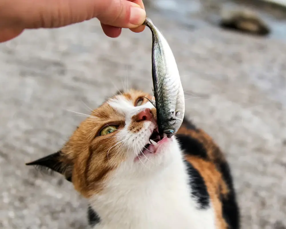 غذای ممنوعه گربه