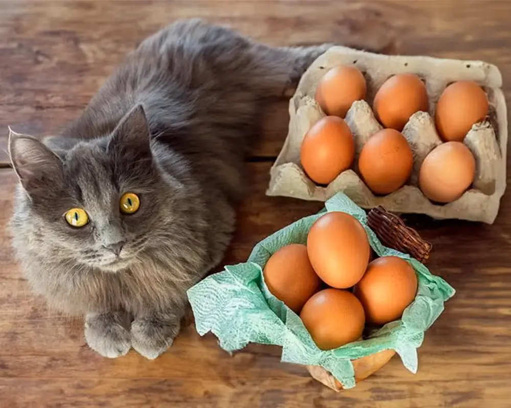غذای ممنوعه گربه