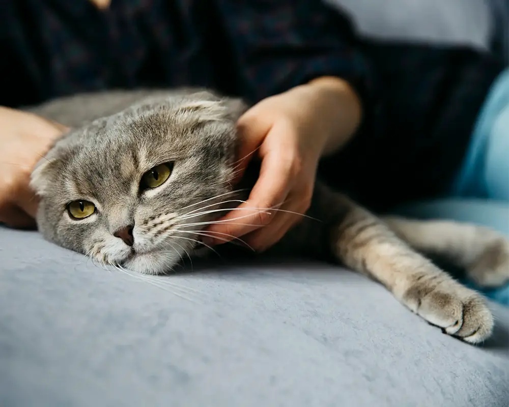 مشکلات گوارشی گربه