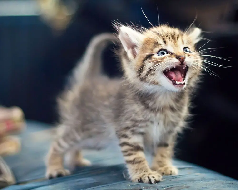 میومیو گربه