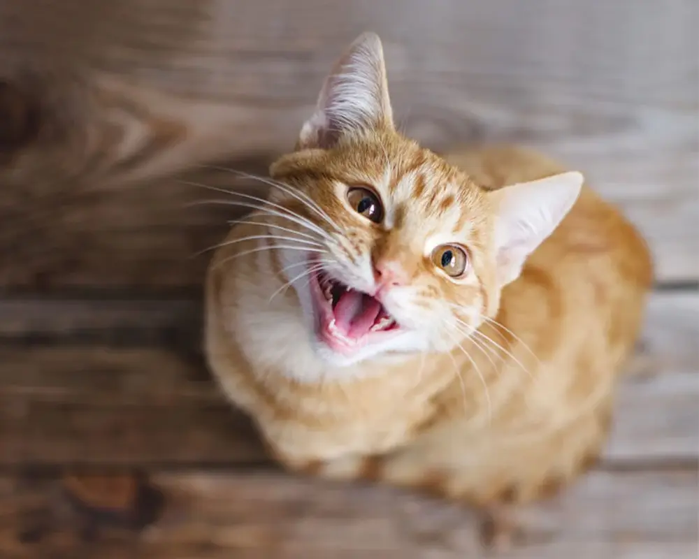 میومیو گربه