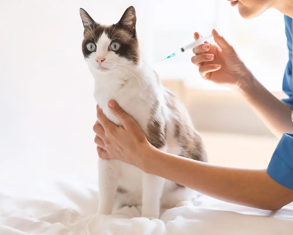 واکسن گربه