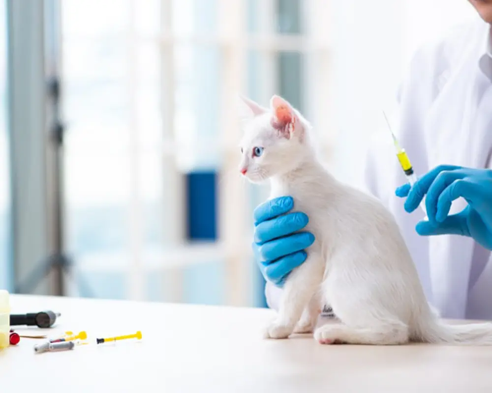 واکسن گربه
