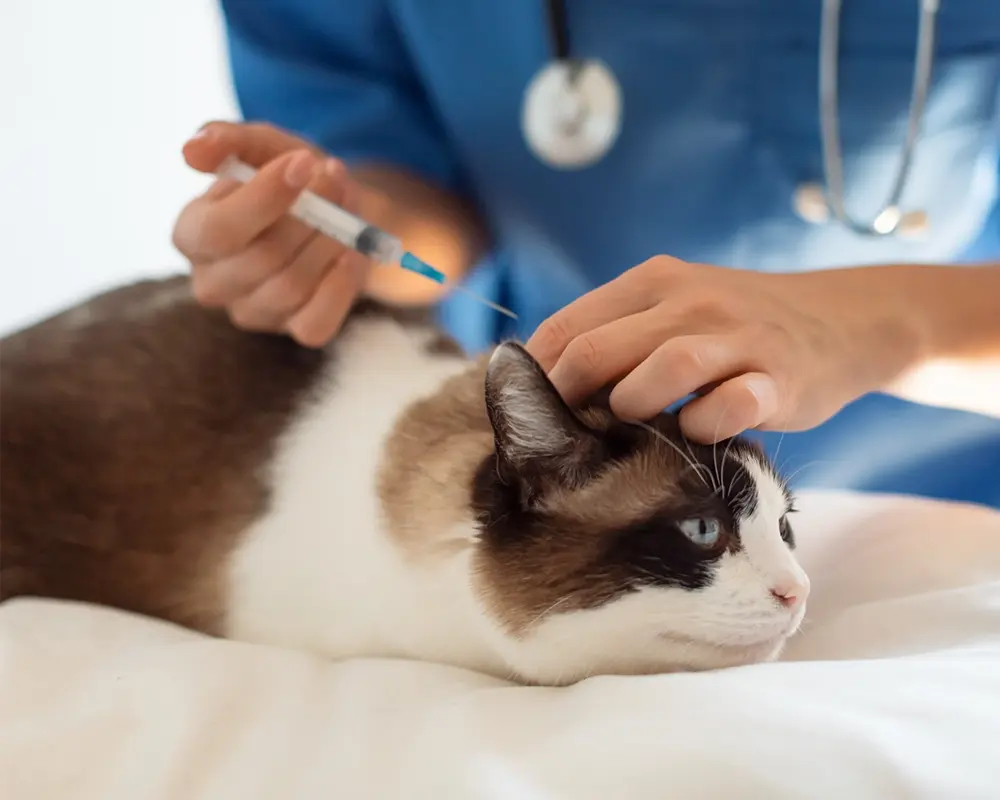 واکسن گربه