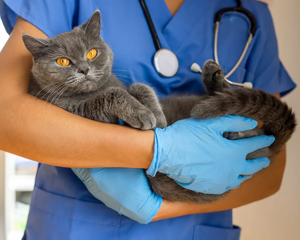 واکسن گربه