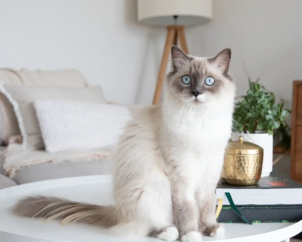 پوست مو گربه