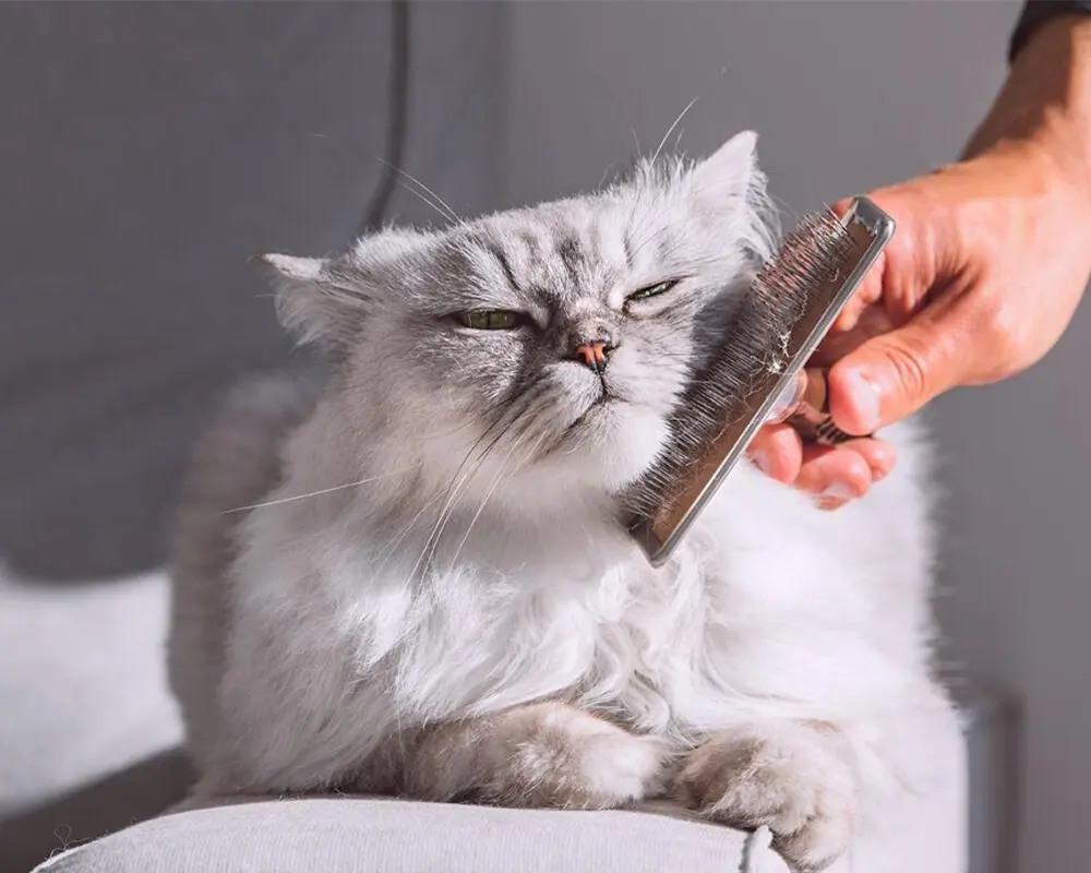 پوست مو گربه