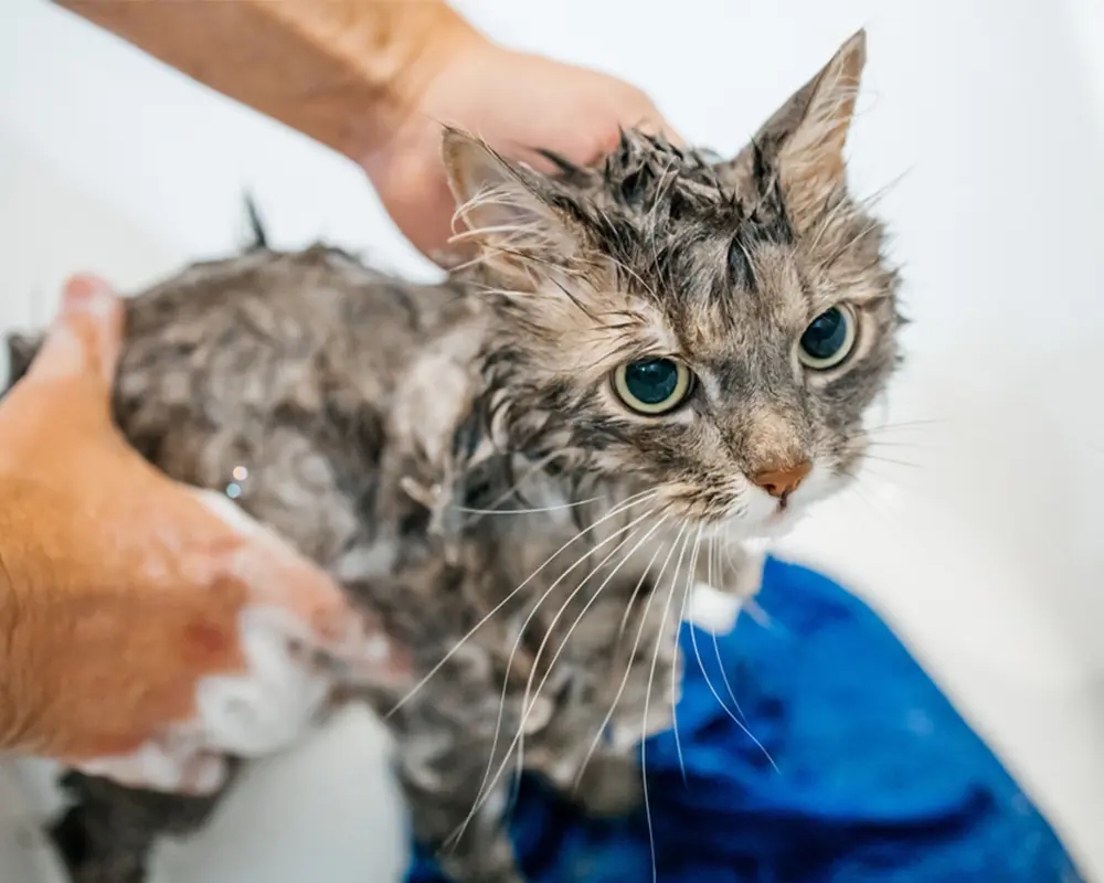 پوست مو گربه