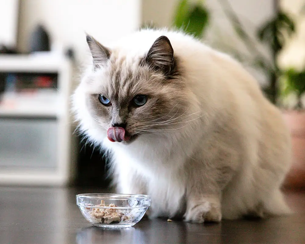 پوست مو گربه