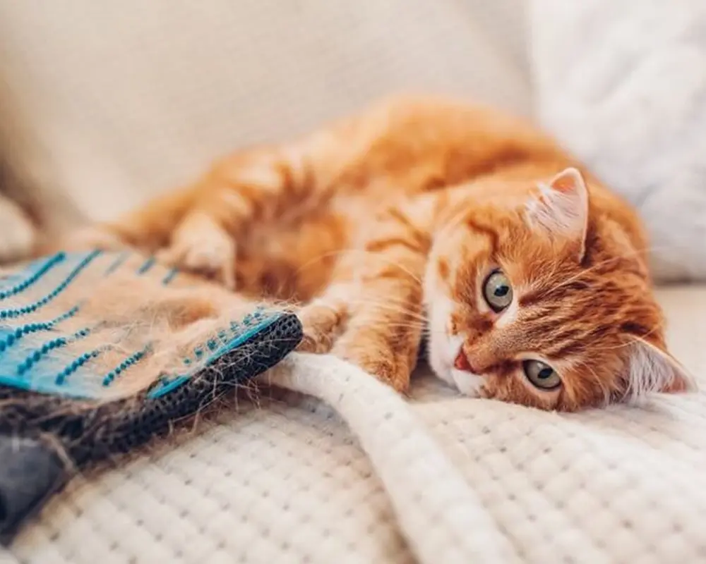 پوست مو گربه