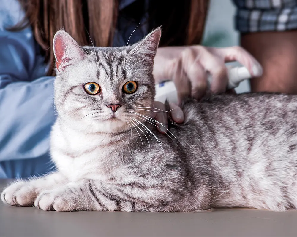 پوست مو گربه