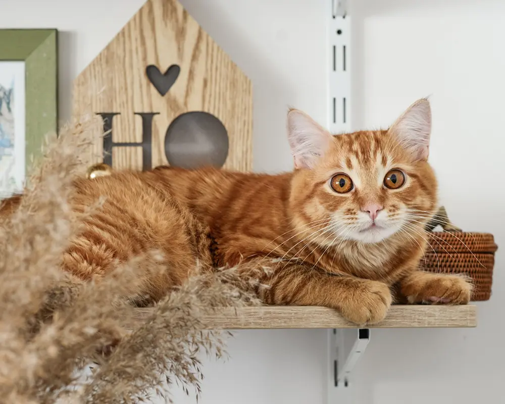 پوست مو گربه