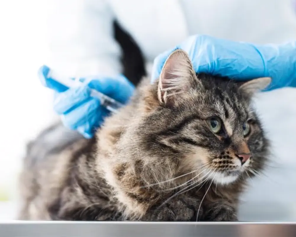 پوست مو گربه