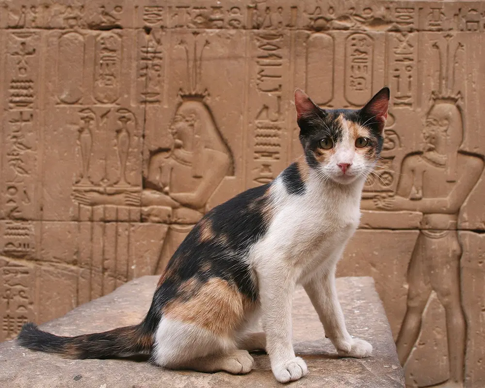 چگونگی پیدایش گربه